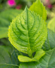 Green leaves on an ornamental plant. Nature