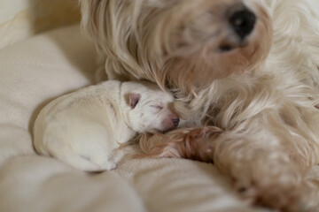 Dogs West Highland White Terrier mom and puppy.

