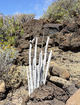Cardoncillo or Ceropegia dichotom, endemic plant in Tenerife, Canary Islands, Spain, white plant on volcanic rock abd blue sky background