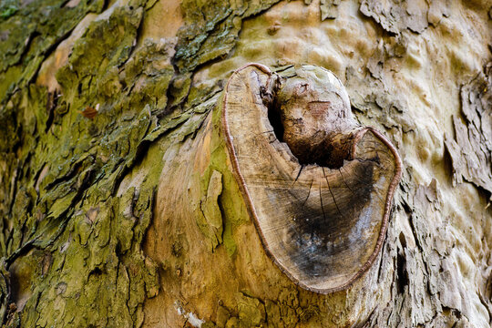 An old wound after a cut off branch on a plane tree, almost healed,