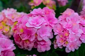 Pink Hortensia flowers in full bloom, close up with shallow depth of field.