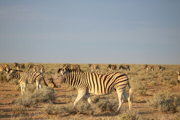 Fototapeta na wymiar Zebra walking in the dust in Etosha National Park, Namibia