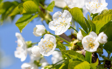 Flowers on a cherry tree on a background of blue sky.