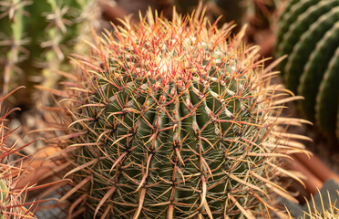 Cactus plant in the arboretum.