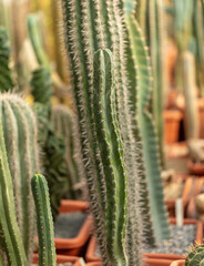 Cactus plant in the arboretum.