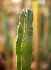 Cactus plant in the arboretum.