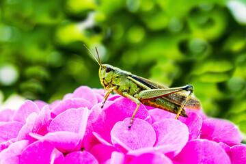 ein kleiner Grashüpfer auf einer rosafarbenen Hortensie