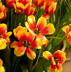 Beautiful yellow-red tulip flower in nature.
