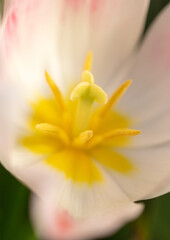 Beautiful pink tulip flower in nature.