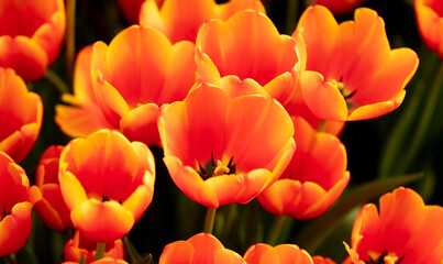 Obraz na płótnie Canvas Red flowers tulips in the park.