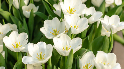 Beautiful white tulip flower in nature.