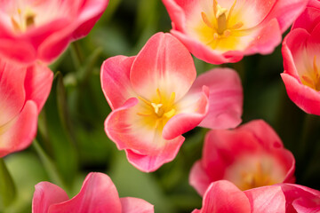 Pink flowers tulips in the park.