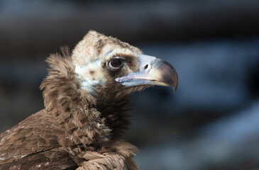 Portrait of a vulture in the zoo.