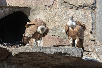 Fototapeta premium Two vultures in the zoo.