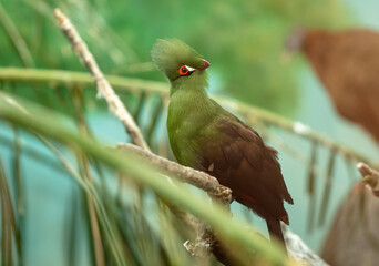 Green passerine bird in nature.