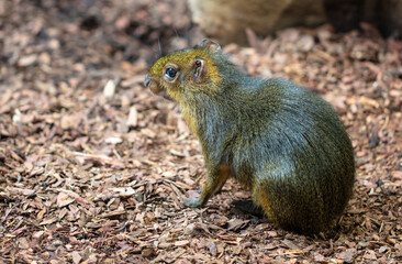 Portrait of a hamster in the park.