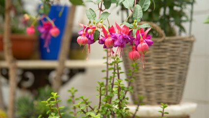 Naklejka premium Fuchsia es un género de plantas de flor, de la familia Onagraceae, dentro del orden Myrtales