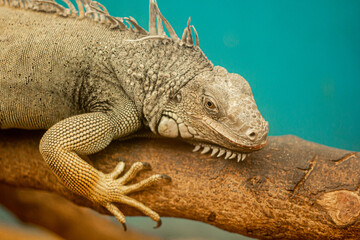 Old green iguana is a lizard reptile in the iguana family. close up in cage .