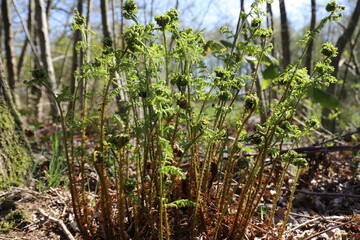 Fiddleheads or young ferns emerge in a forest in Europe in spring on a sunny day.