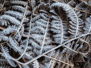 icy plants in the forest