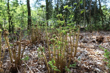 Fiddleheads or young ferns emerge in a forest in Europe in spring on a sunny day.