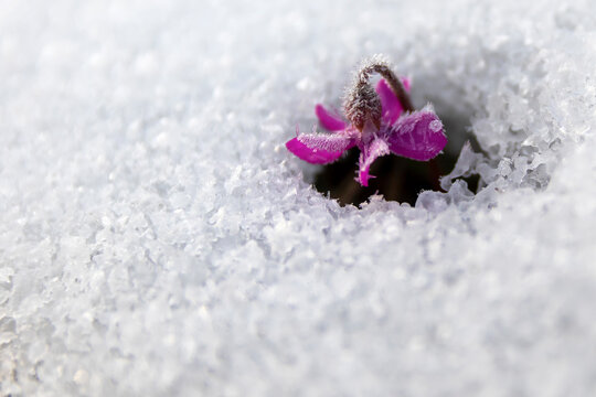 Under snow and crystal plant