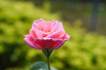 pink tulip in the garden