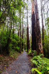 La La Falls in Warburton Australia