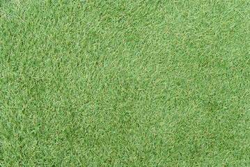 Green grass texture can be use as background