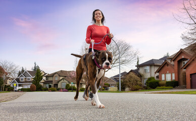 Obraz premium Athletic Caucasian Adult Woman Running outside with a Boxer Dog. Suburban Neighborhood in a modern city of Fraser Heights, Surrey, Vancouver, British Columbia, Canada. Twilight Sky Art Render