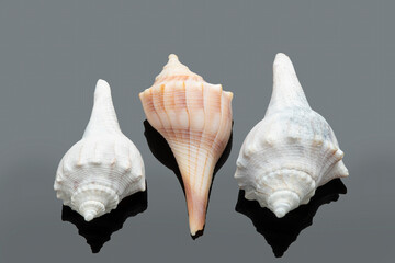 Three conch shells on a reflective surface