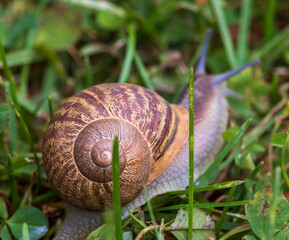 snail with spiral details.