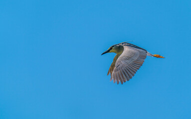 chinese pond heron in flight