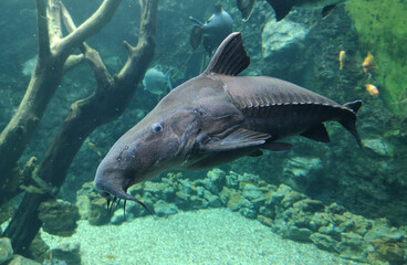 Sturgeon fish swims in the water