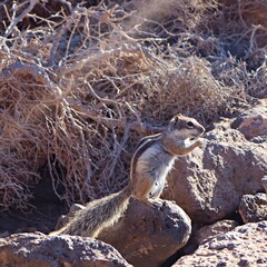 Wiewiórka marokańska żyjąca na pustyni na wyspie Fuerteventura © neskama