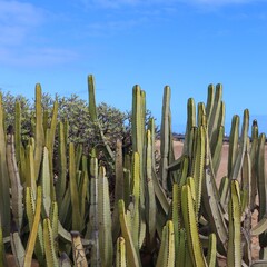 Zielone kaktusy na plaży