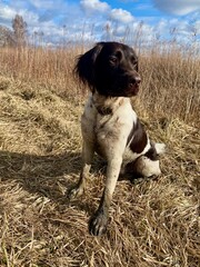 pointer dog, hunting dog, pies polujący, myśliwski na polu podczas treningu. - obrazy, fototapety, plakaty