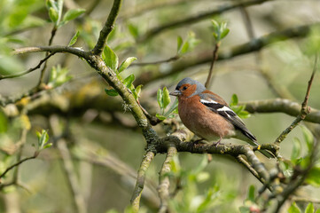 Fringilla coelebs - Chaffinch - Pinson des arbres