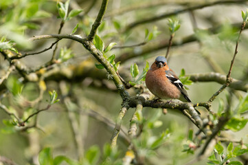 Fringilla coelebs - Chaffinch - Pinson des arbres