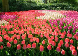 Keukenhof Flower Gardens. Keukenhof, also known as the Garden of Europe, is one of the world's...