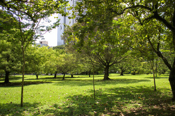 Vibrant green trees at a city park in the middle of high rise buildings.