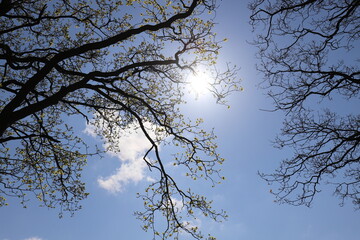 Bright young oak leaf. Branches and leaves on blue sky. Spring background with the first leaves. Fresh spring wallpaper.
