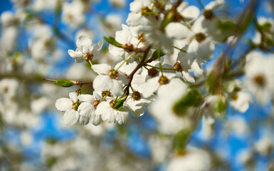 White apple blossoms in spring on a white background