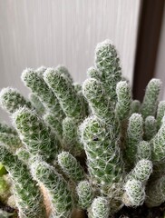 a green cactus plant culture