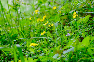 春の野に咲くジシバリ
