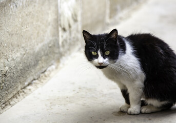 Street abandoned cats
