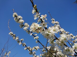 White Flowers of fruit tree European plum spring garden blossom with sun sky, spring 