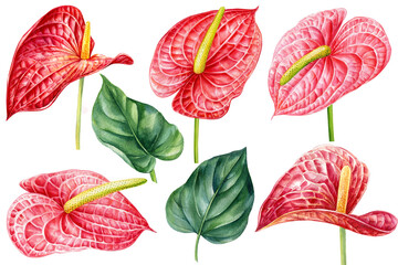 Tropical flowers and leaves isolated white background, Watercolor hand drawing anthurium flower, botanical illustration - obrazy, fototapety, plakaty
