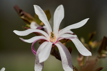 Magnolia flower closeup