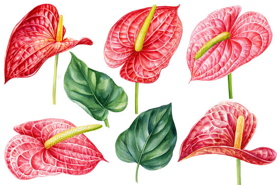 Tropical flowers and leaves isolated white background, Watercolor hand drawing anthurium flower, botanical illustration
